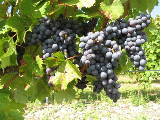 Belles grappes de raisin rouge
