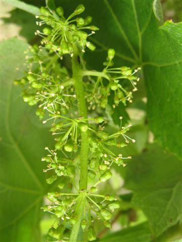 La vigne en Juin