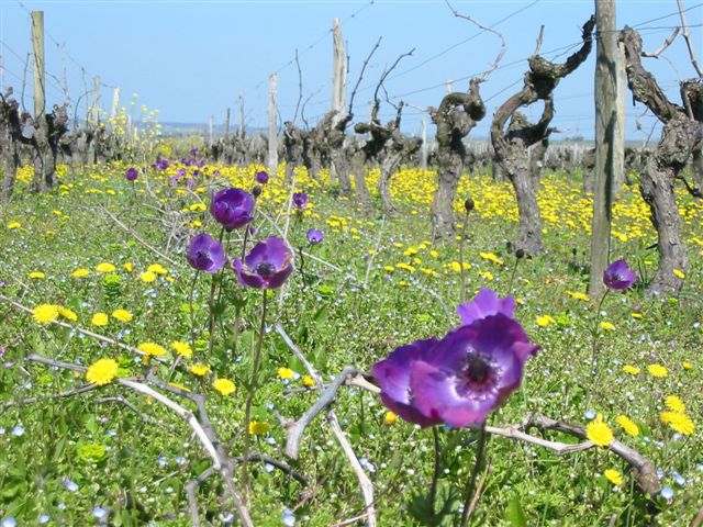 Rang de vignes fleuri