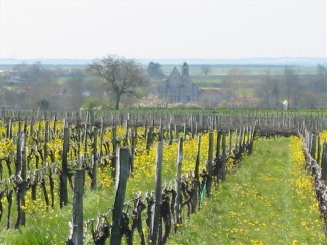 Vignes 