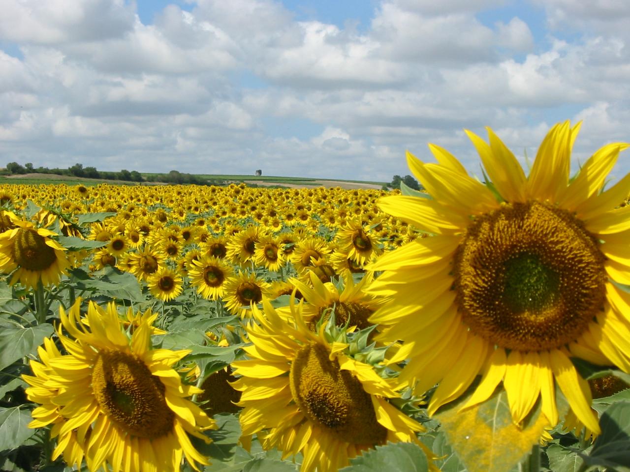 tournesols