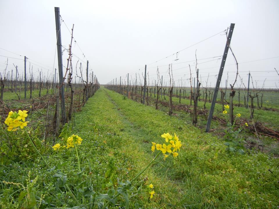 Vignes en janvier